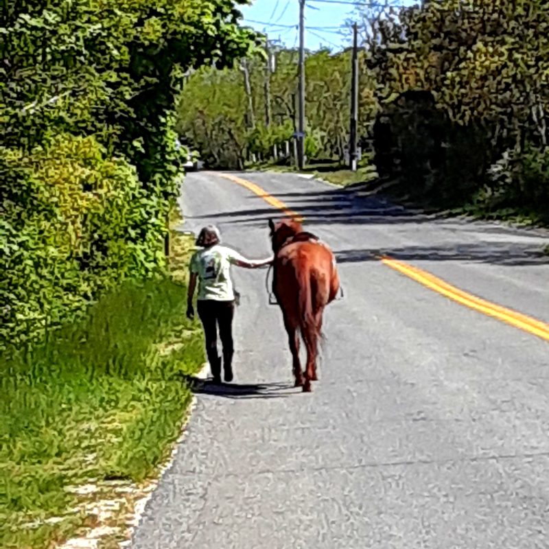 A woman walks a horse along the roadside