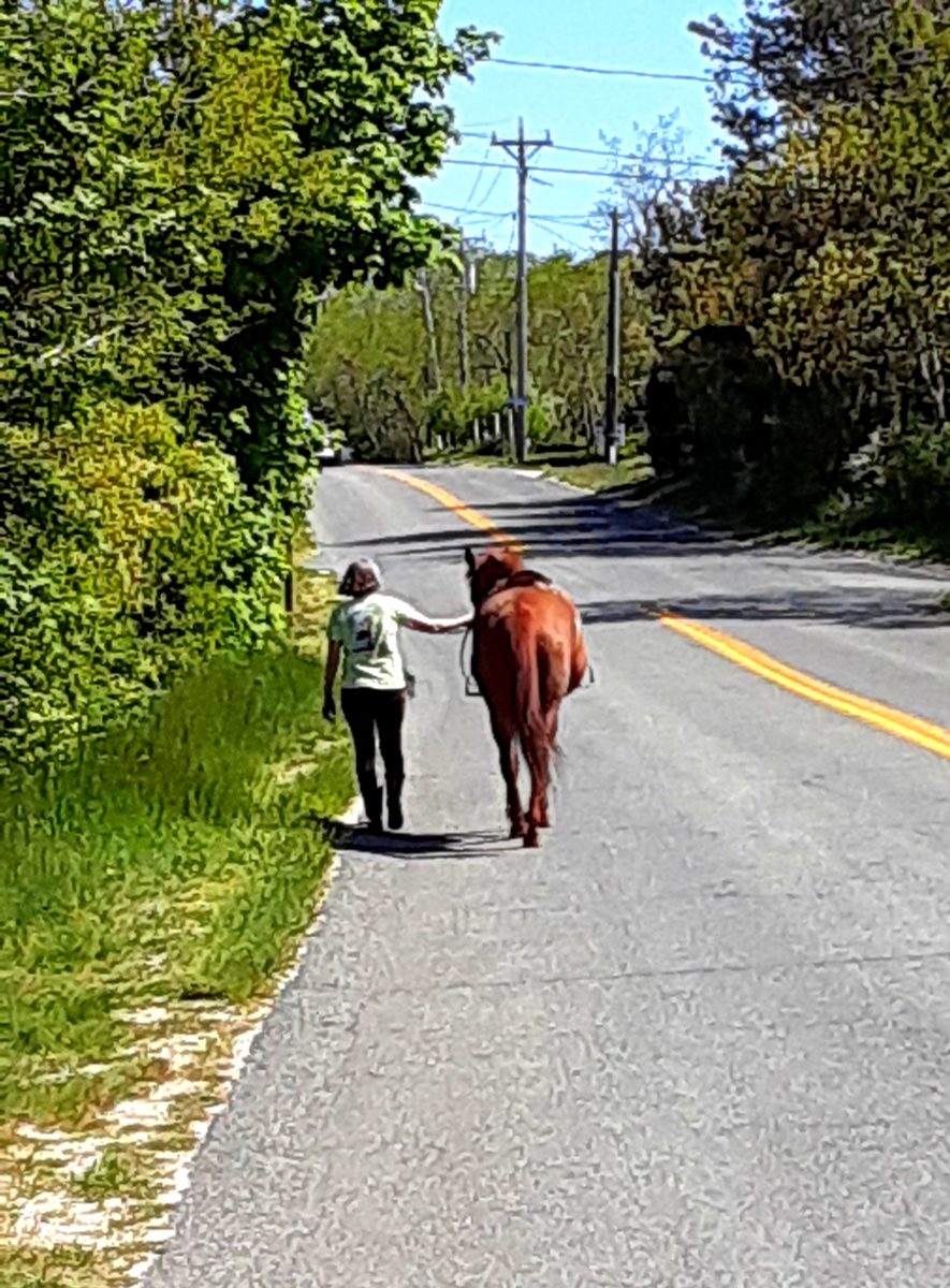 A woman walks a horse along the roadside