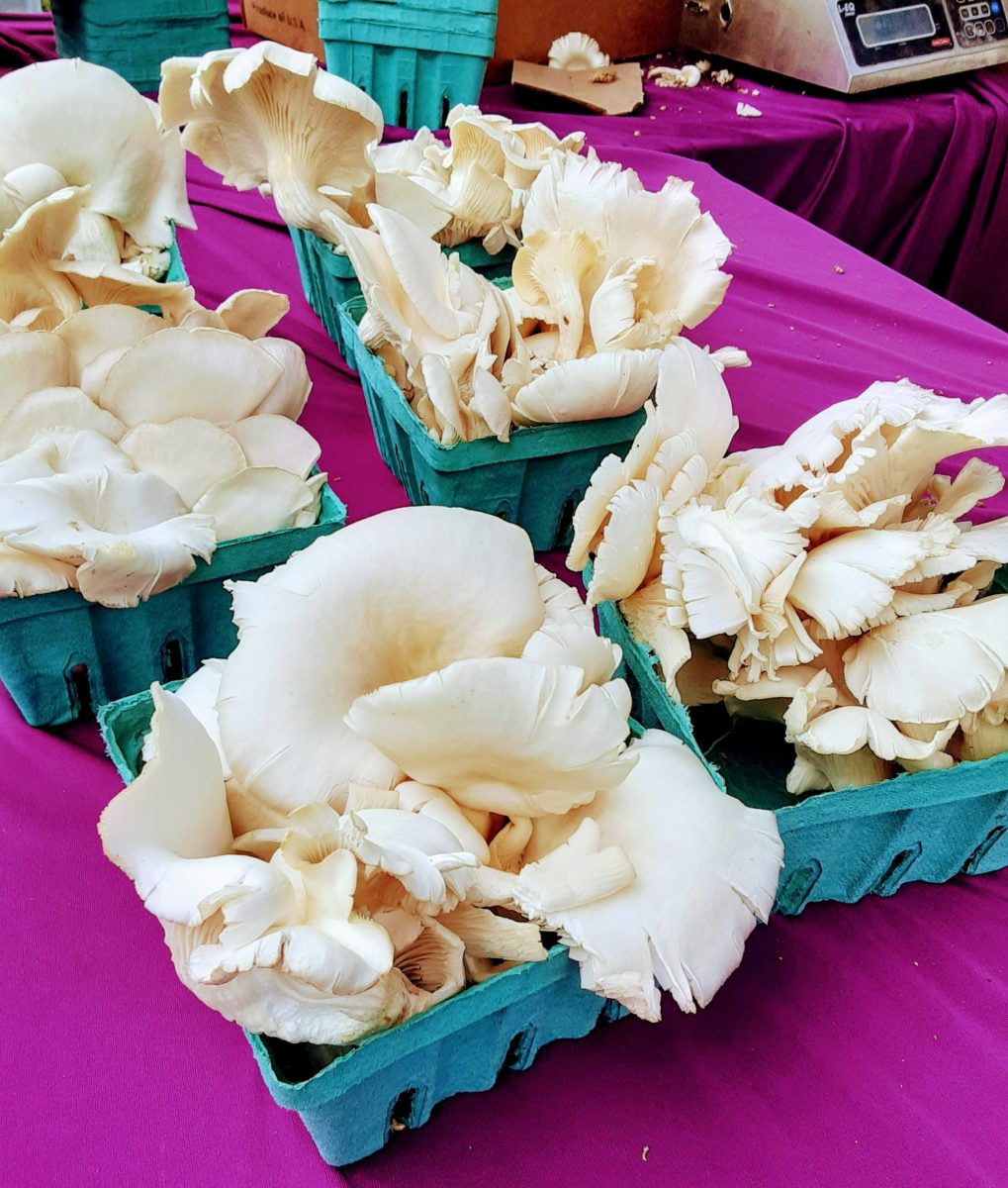 Large owster mushrooms sit on a purple table