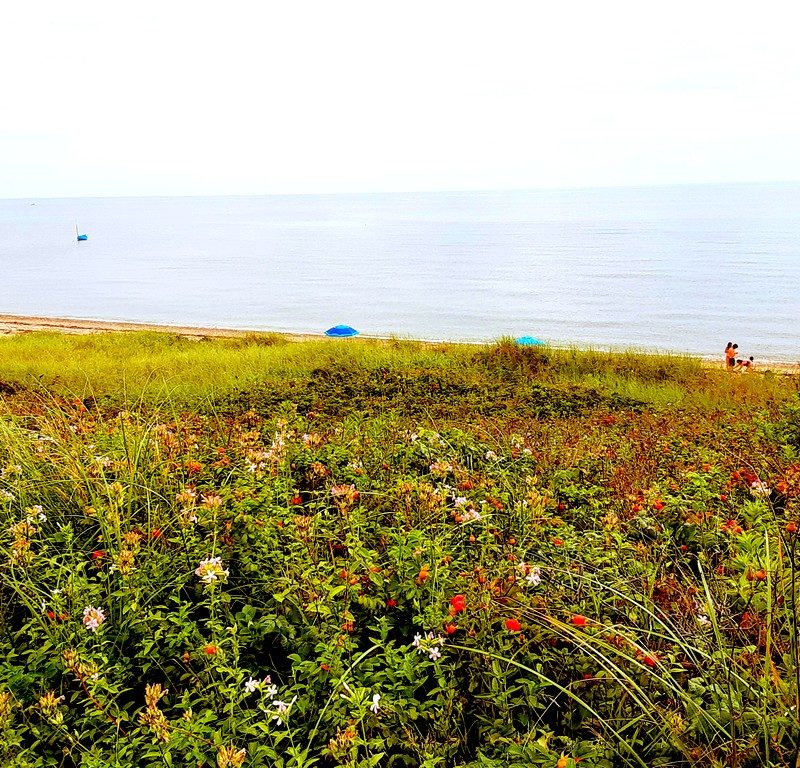 flowers are shown in front of a beach