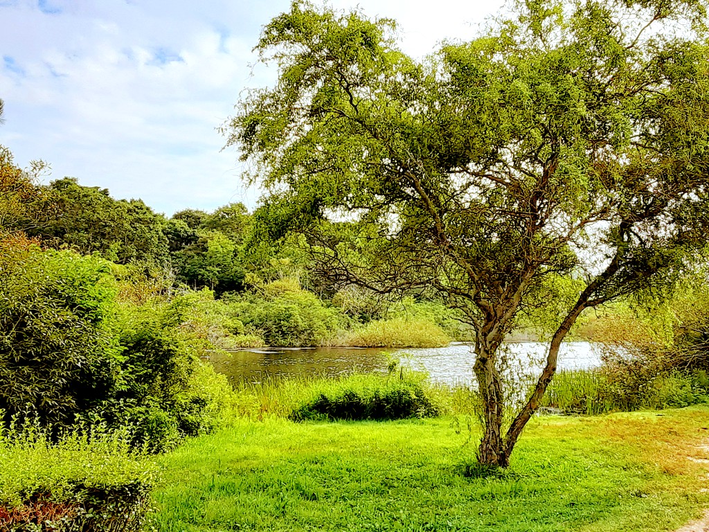 a tree stands in front of a small pond