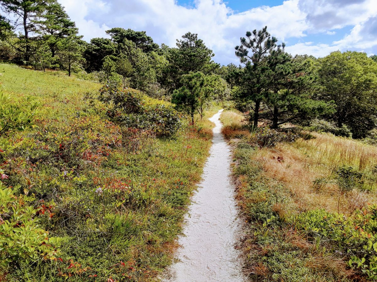 A sandy trail is shown