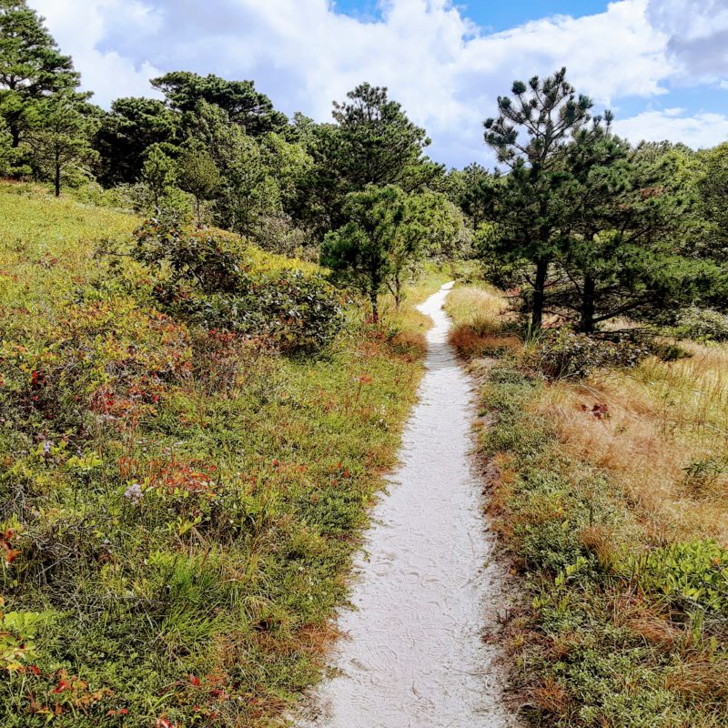 A sandy trail is shown