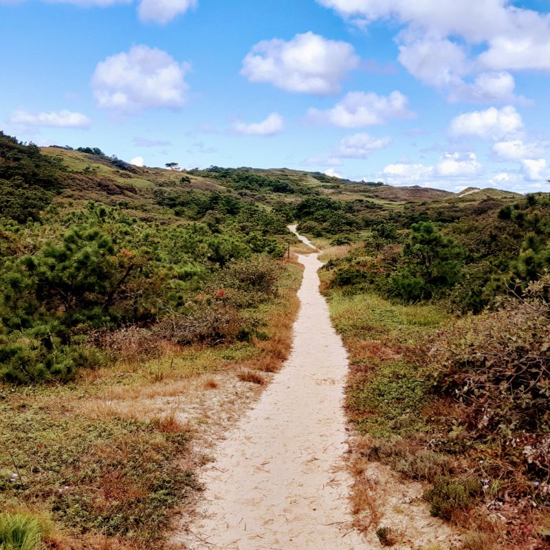 A trail through brush is shown