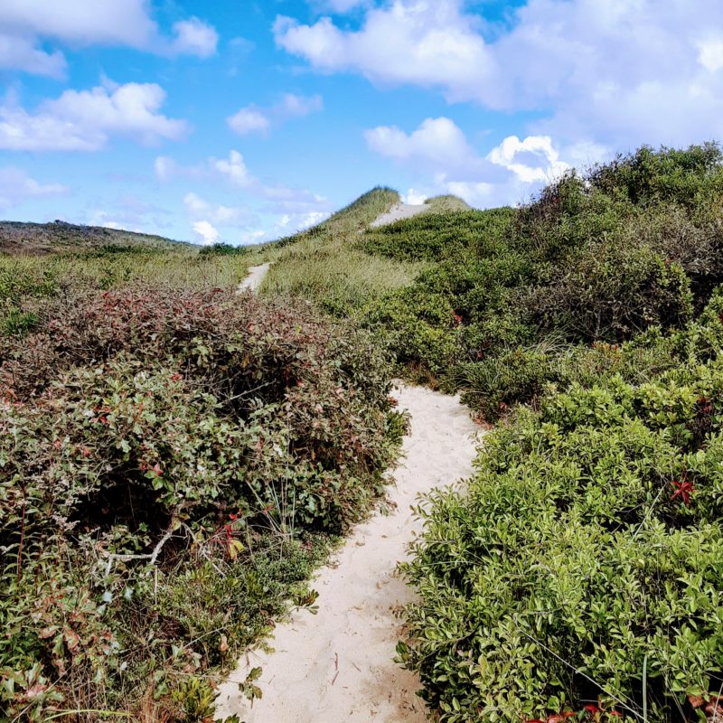 A photo of a winding walking trail